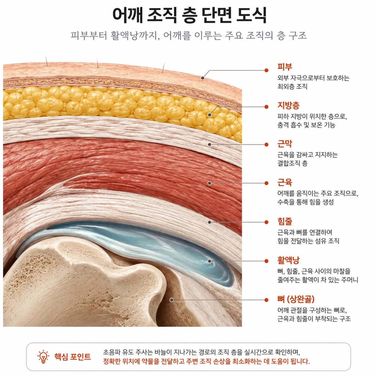 어깨 조직 층 단면 도식